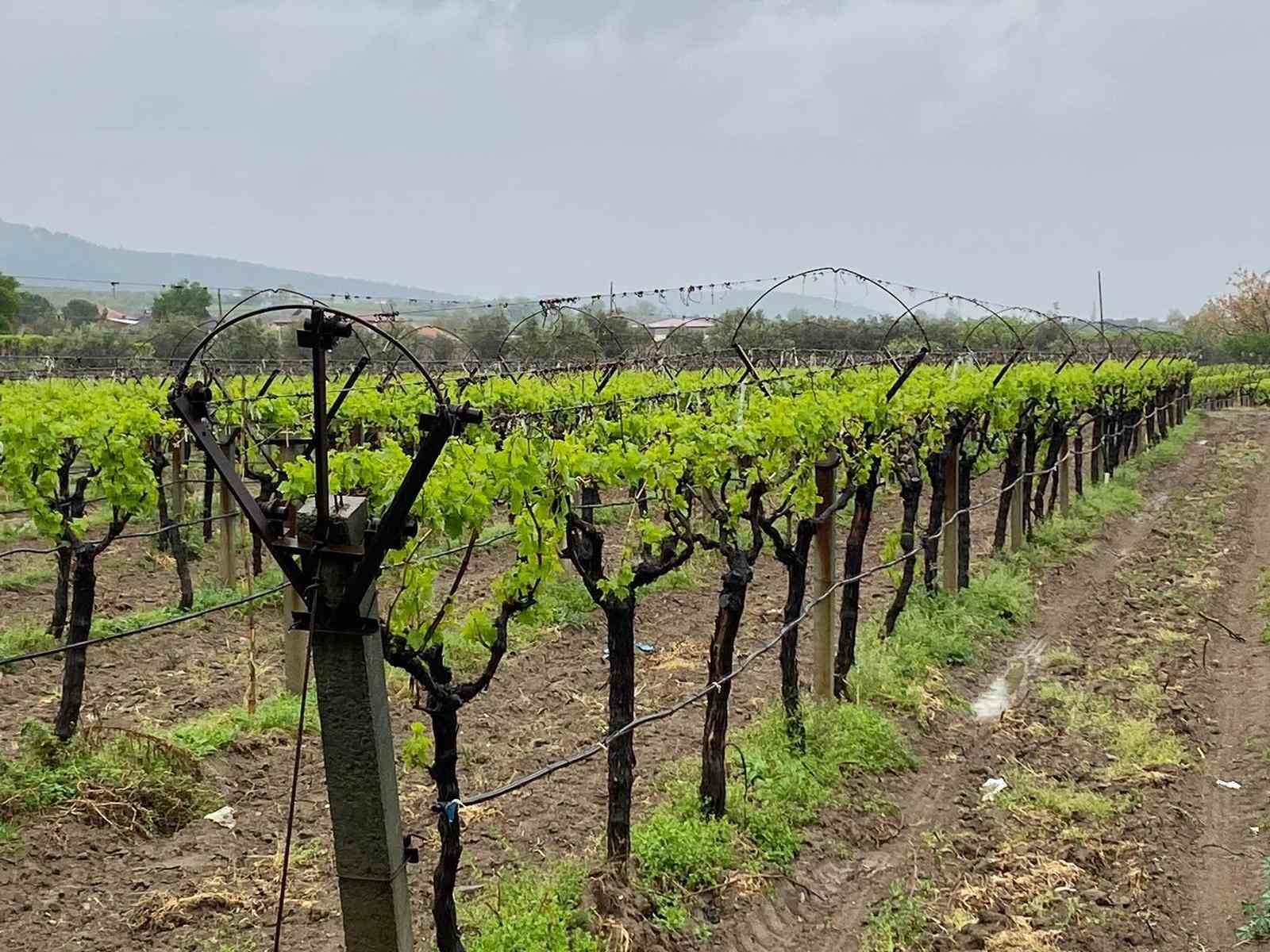 Sarıgöllü çiftçileri bahar yağmurları  sevindirdi