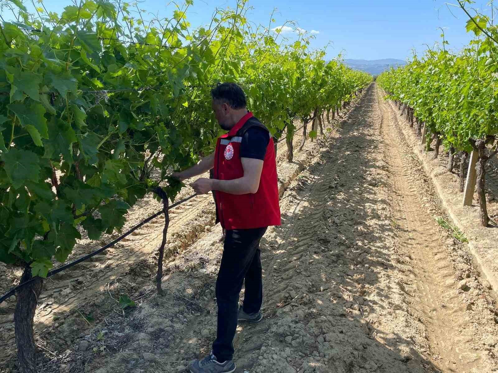 Üzüm Bağlarında Pestisit Denetimi