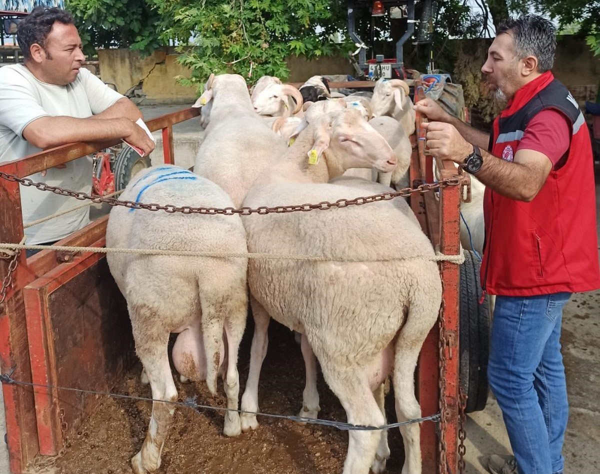 Sarıgöl Hayvan Pazarı’nda Bayram Öncesi  Denetleme