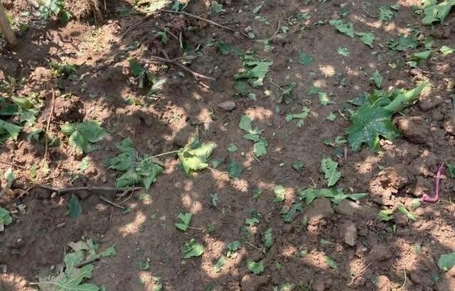Sarıgöl’de Bağları Dolu Vurdu: Örtü Sistemleri Üreticiyi Korudu