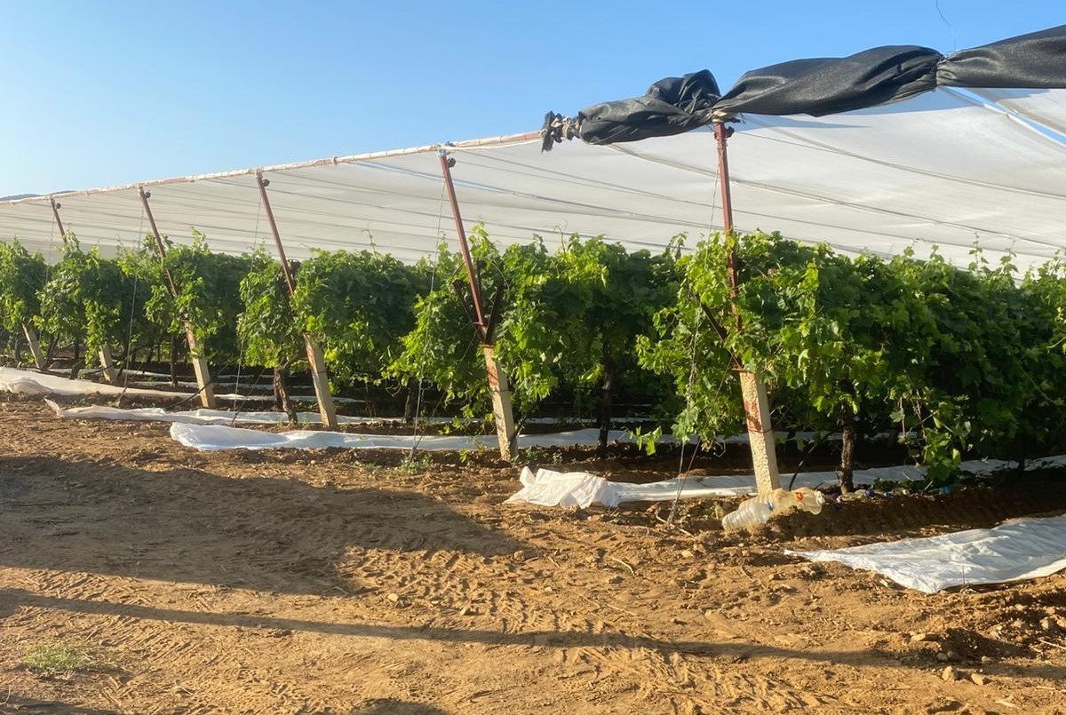 Sarıgöl’de Üzüm  Bağlarında Örtüleme Sezonu Başladı