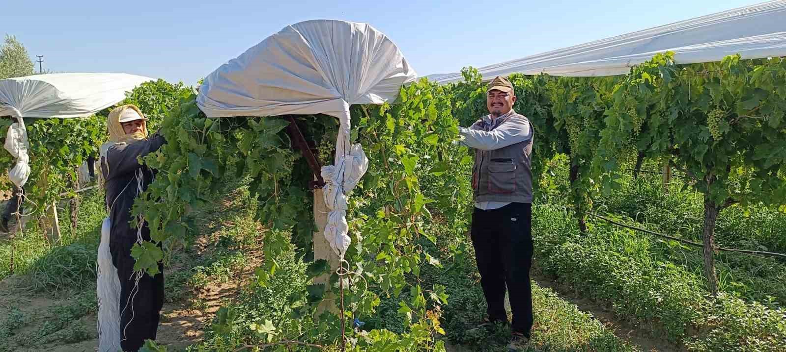 Sarıgöl’de Üzüm Bağlarında Örtüleme Devam Ediyor