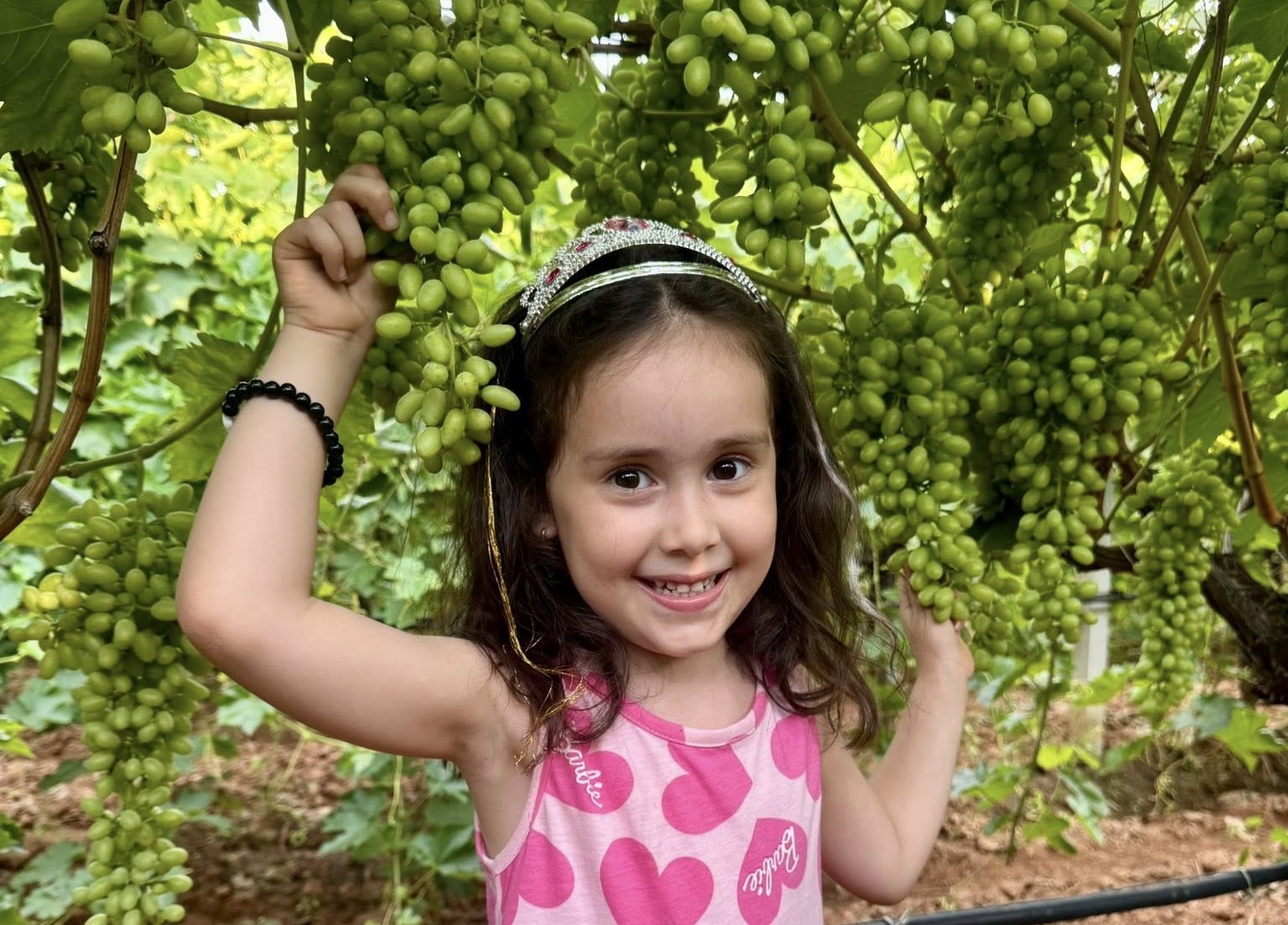 Sarıgöl’de Çekirdeksiz Sultaniye Üzüm Hasadına Başlıyor