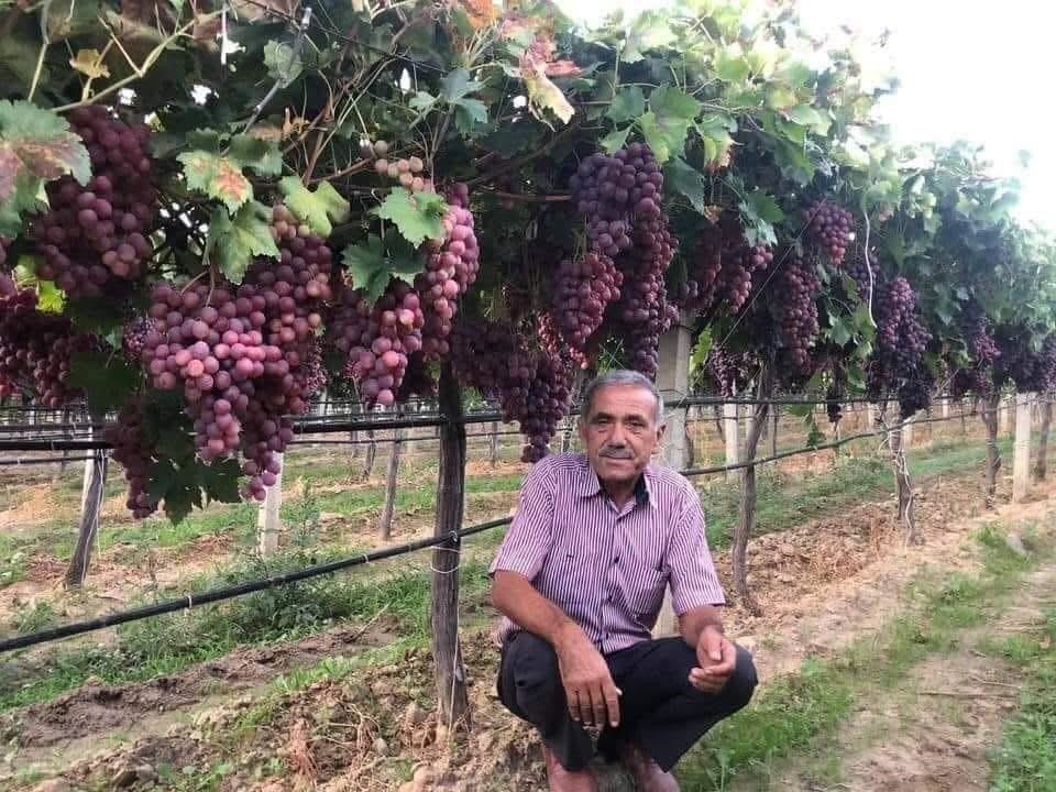 Sarıgöl’de Yeni Sezon Üzüm Hasadı Öncesi Ücretler Bellirlendi