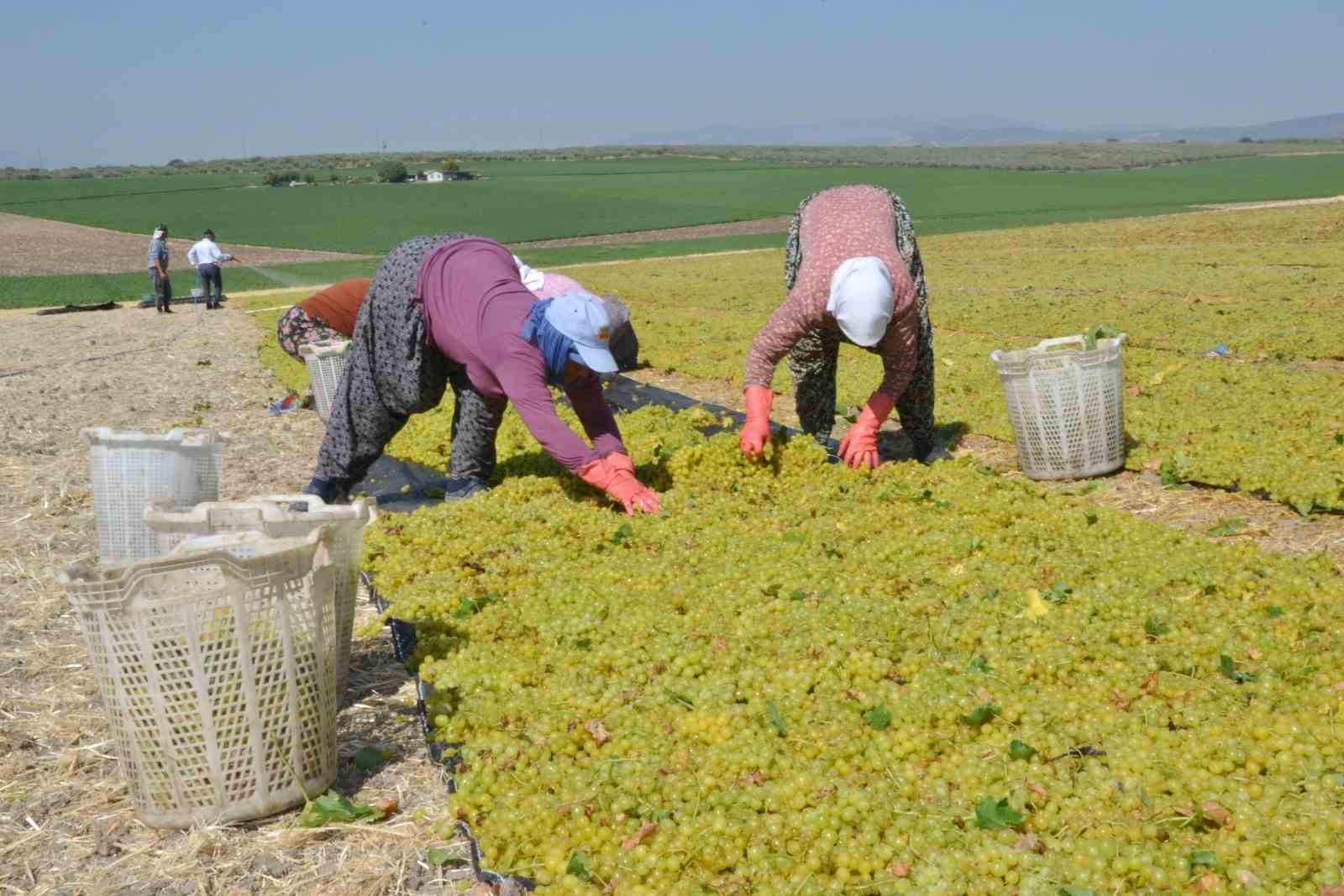 Manisa'da Üzüm Kurutma Sezonu Açıldı