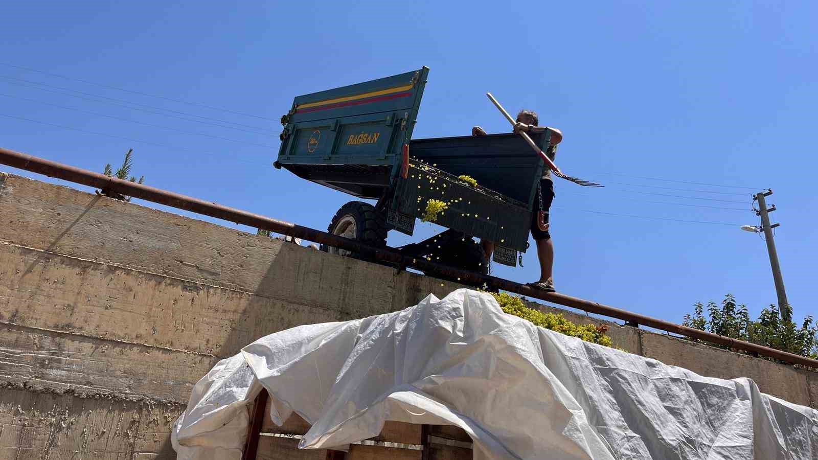 Sarıgöl’de Şaraplık Üzüm Tatlandıkça Değerleniyor