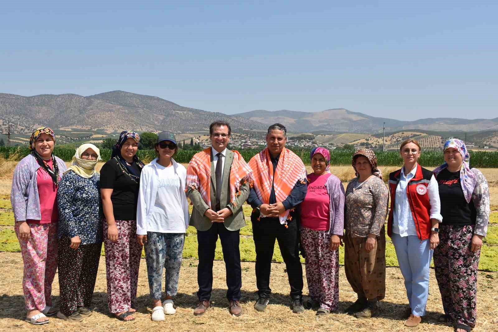 Salihli’de Sultani Üzüm Hasadı Kaymakam Güldoğan’ın Katılımıyla Başladı