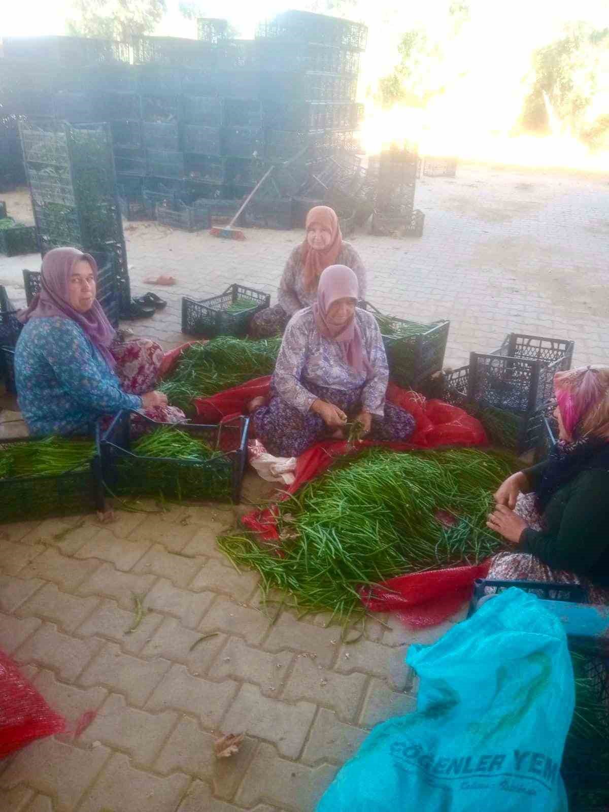 Sarıgöl'de Kuraklığa Dayanıklı Börülce Üretimi