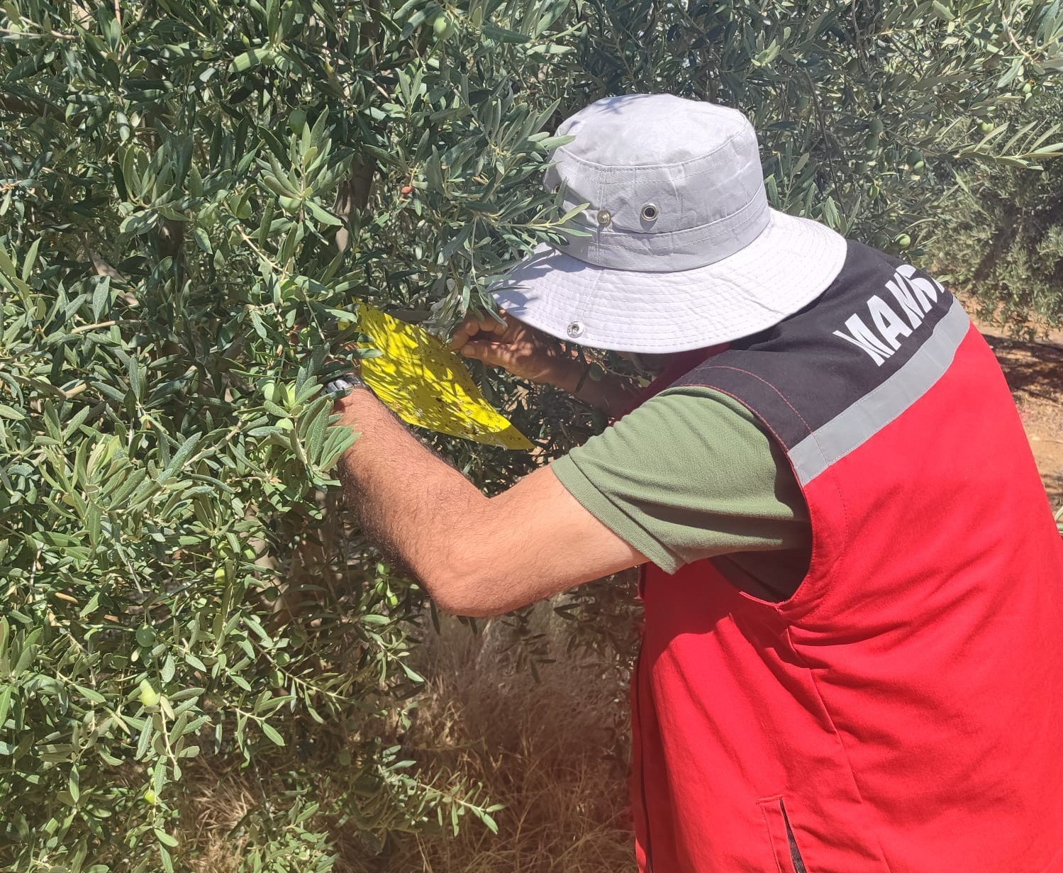 Salihli Tarım Müdürlüğünden Zeytin Sineği Uyarısı