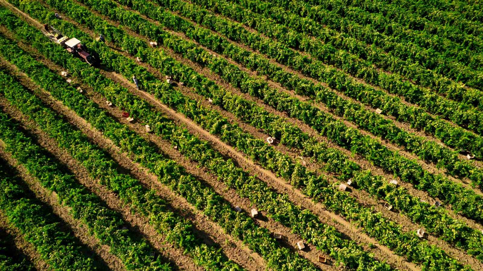 Sultani Çekirdeksiz Üzümünde Rekolte Düşük Başladı