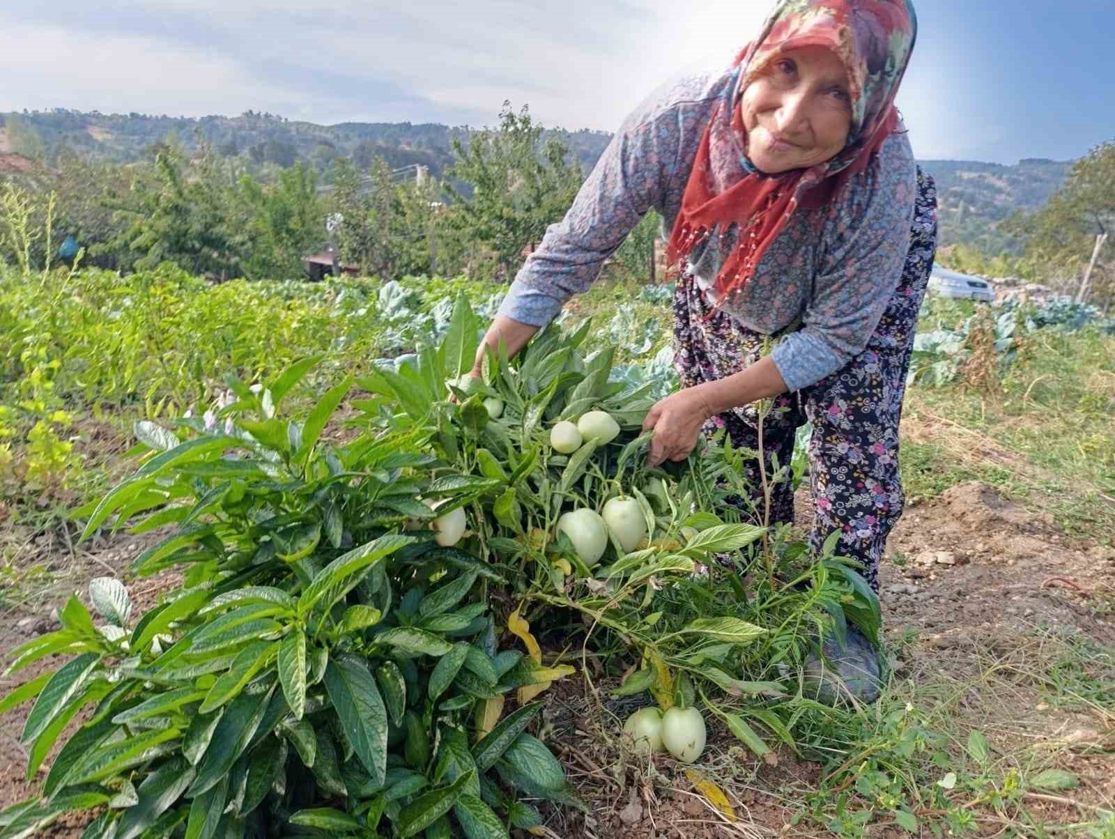 Demirci Pazarı’nda Şifa Deposu Pepino Satışa Sunuldu