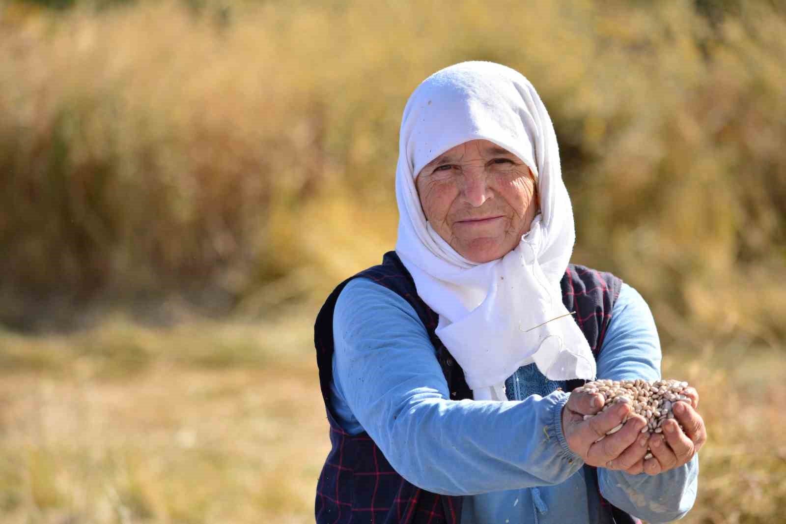 Demirci fasulyesi Harmanda Elenip Sofralarla Buluşuyor