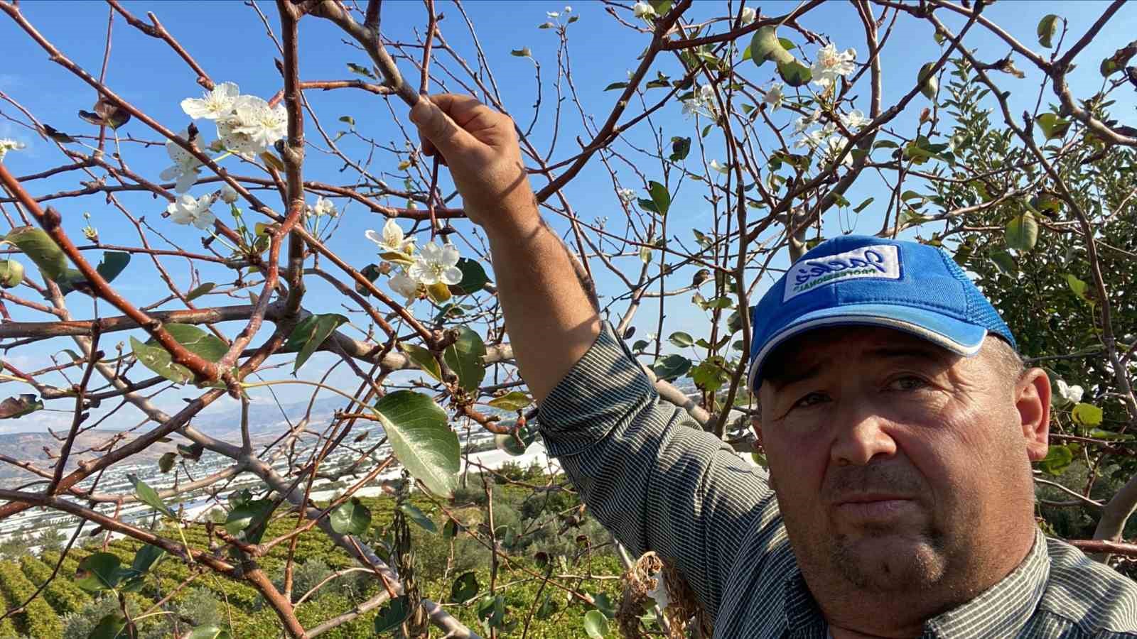 Sarıgöl’de Armut Ağacı Sonbaharda Çiçek Açtı