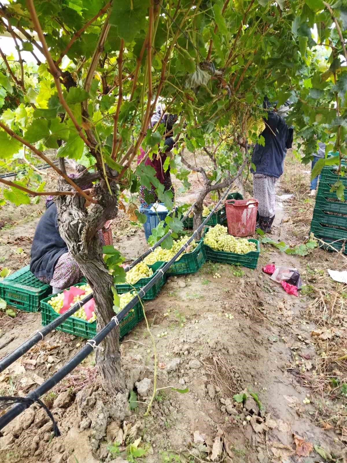 Sarıgöl'de Çiftçiler Yaş Yağmur Dinlemeden Üzüm Hasatına Devam Ediyor