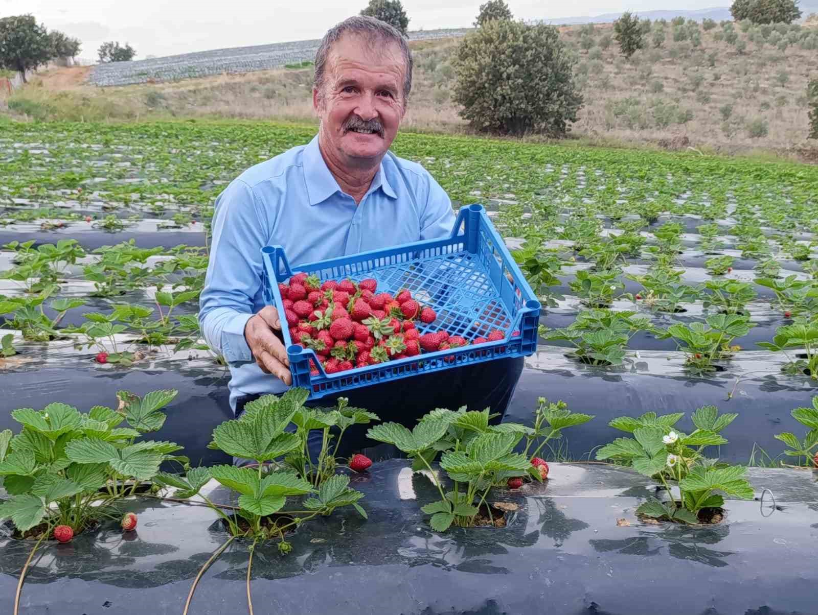 Köprübaşın'da Dört Mevsim Çilek Üretimi