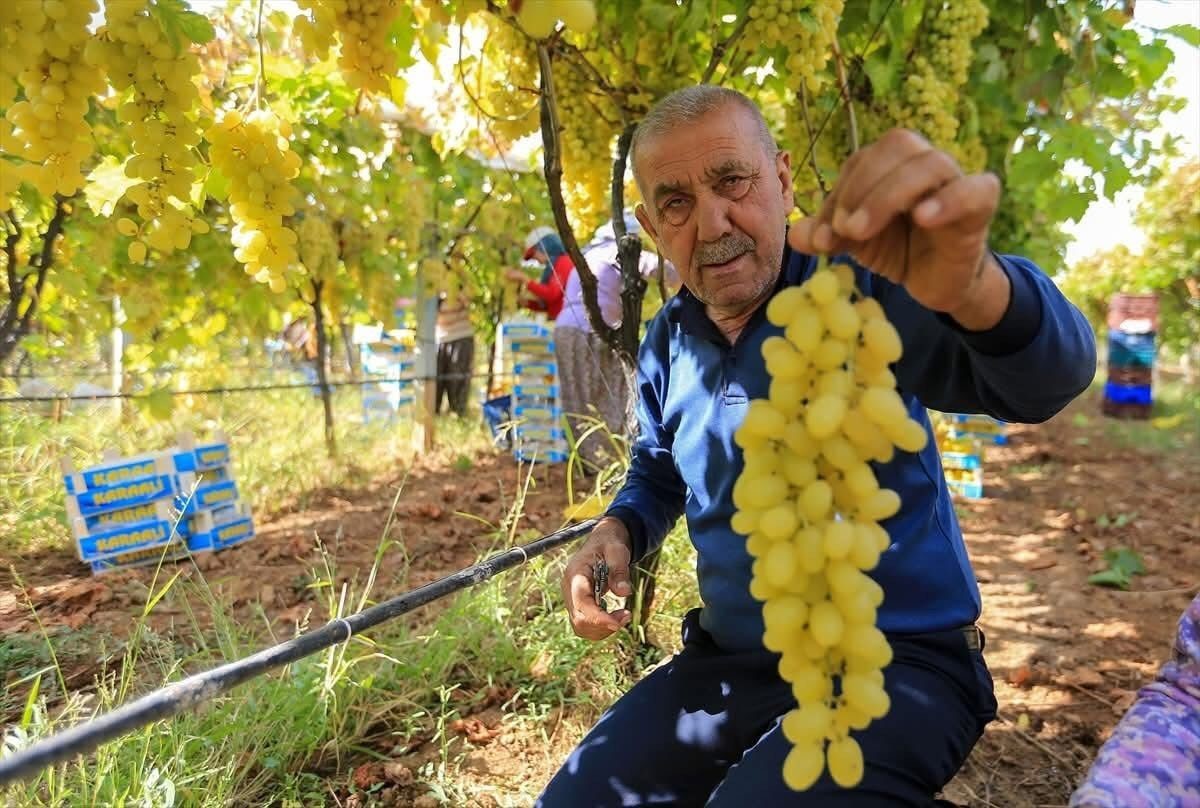 Sarıgöl’de Üzümde Kalite Düştü, 50 Bin Ton Üzüm Alıcı Bekliyor