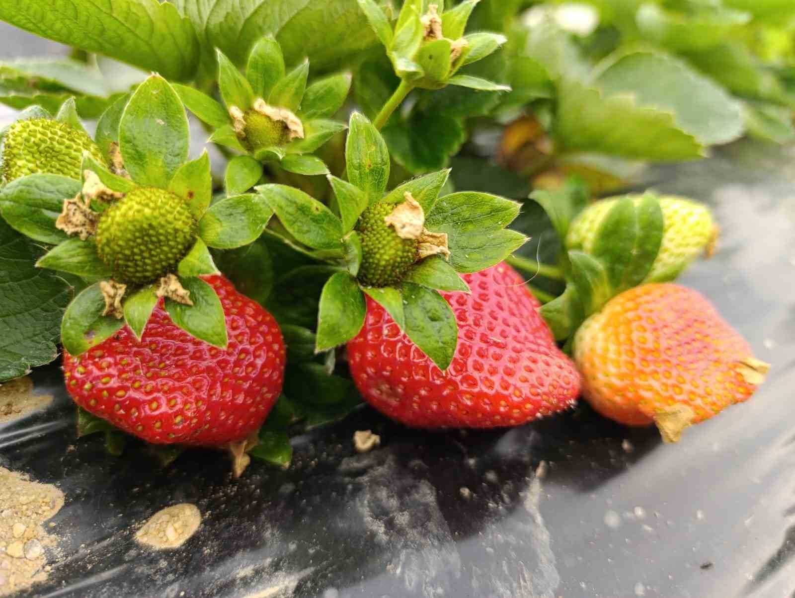Marka Haline Gelen Köprübaşı Çileği Kışın da Üreticinin Yüzünü Güldürüyor