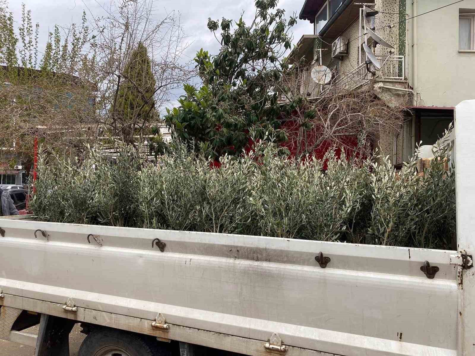 Sarıgöl Ziraat Odası’ndan Üreticiye Destek: Trilye Fidanı Dağıtımı Başladı